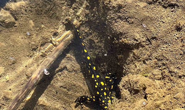 Siirt'te nesli tehdit altındaki sarı benekli semender görüldü