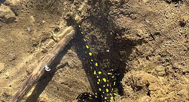 Siirt'te nesli tehdit altındaki sarı benekli semender görüldü