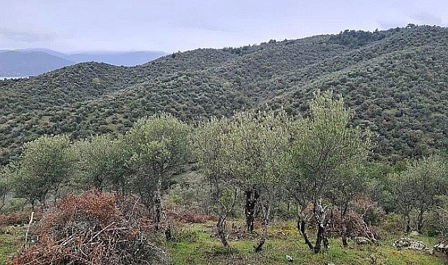 Sinop'ta Delice zeytin ağaçları ekonomik değere dönüşüyor