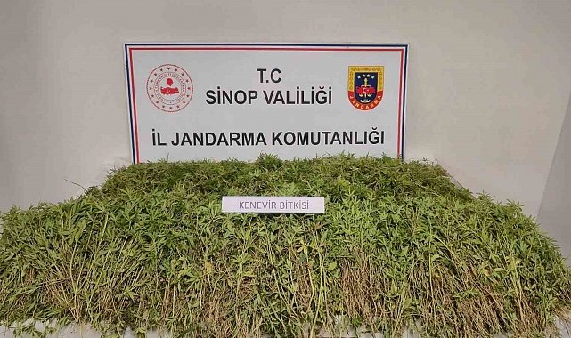 Sinop'ta tarlada 31 bin kök kenevir ele geçirildi