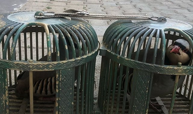 Şırnak'ta araçta 4 keklik ele geçirildi