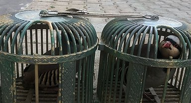 Şırnak'ta araçta 4 keklik ele geçirildi