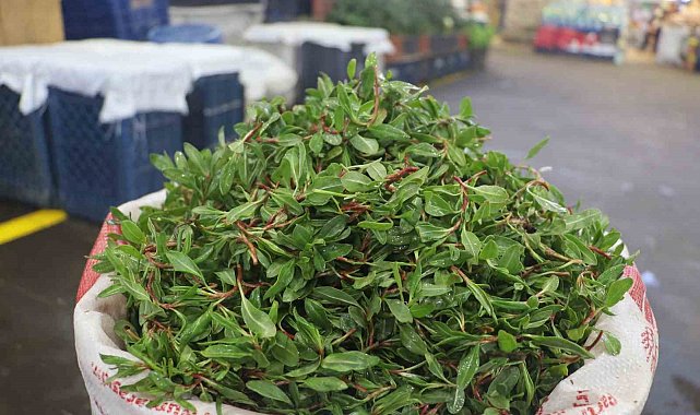 Sivas'ın vazgeçilmez lezzeti madımak otu tezgâhlarda yerini aldı