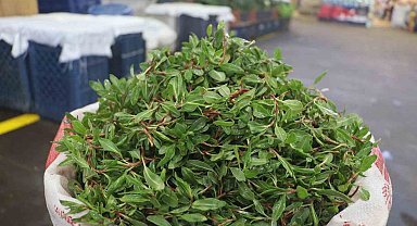 Sivas'ın vazgeçilmez lezzeti madımak otu tezgâhlarda yerini aldı