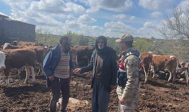 Siverek'te 13 büyükbaş hayvan çalan hırsızlık şüphelisi yakalandı