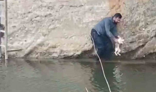 Siverek'te derede mahsur kalan kedi kurtarıldı