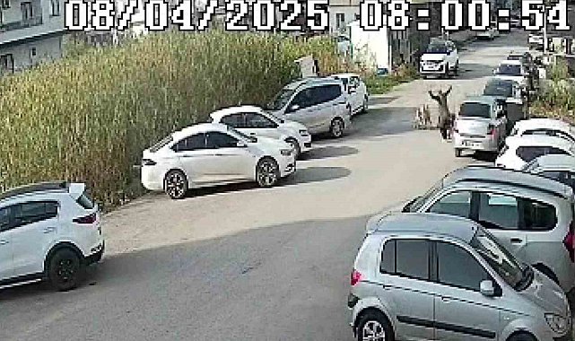 Sokak köpeklerinin saldırdığı yaşlı kadın yaralandı