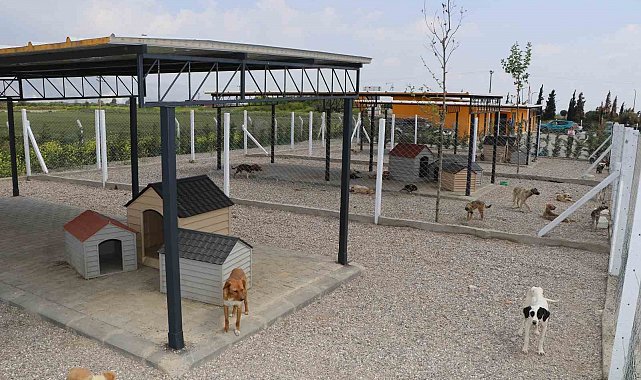 Söke Belediyesi iki aylık süreçte 170 hayvanın tedavi ve kısırlaştırmasını yaptı