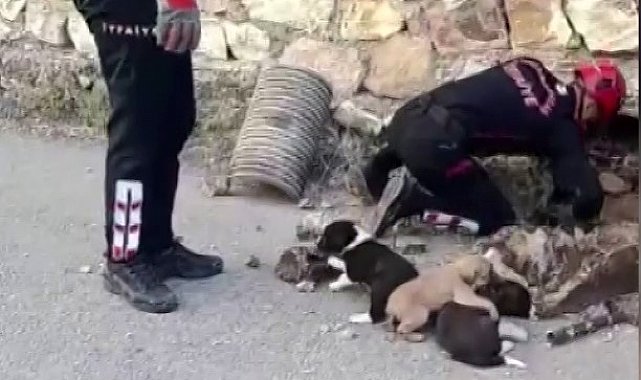 Su borusundan 7 yavru köpek çıktı