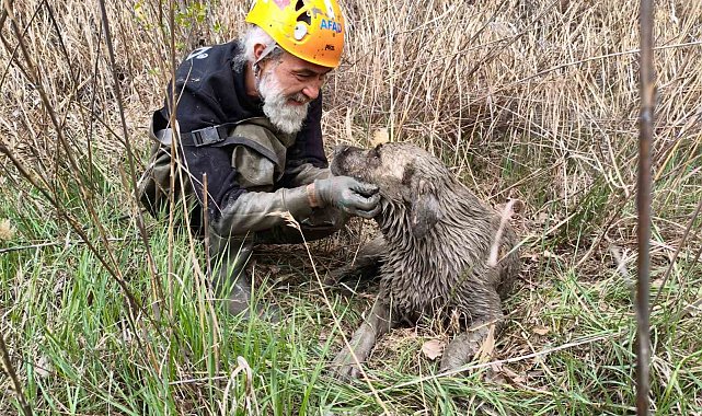 Su dolu kuyuya düşen köpek kurtarıldı