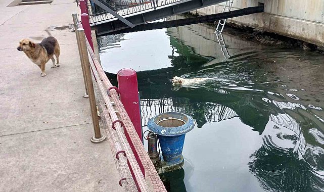 Su kanalına düşen köpek kurtarıldı