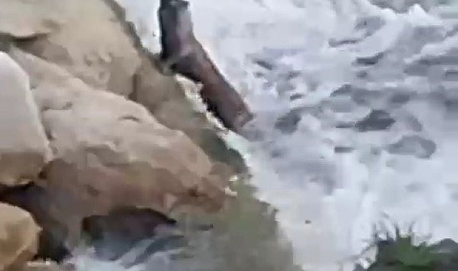 Su samurları, balıkçıl kuşu ve karacalar kamerada