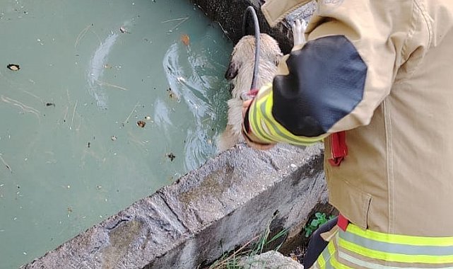 Sulama kanalına düşen köpeği itfaiye kurtardı