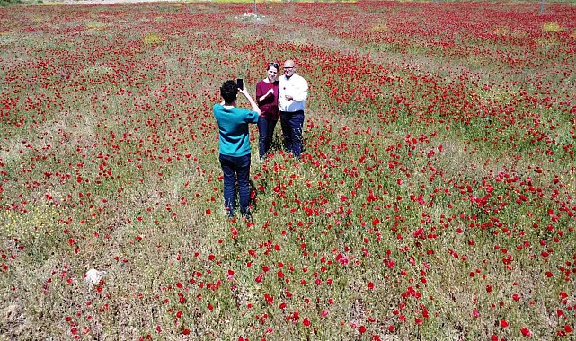 Tabloyu andıran görüntü: Özenle yetiştirilmiş gibi gelincik bahçesi
