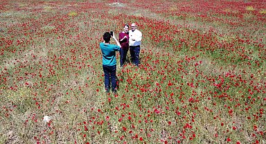 Tabloyu andıran görüntü: Özenle yetiştirilmiş gibi gelincik bahçesi