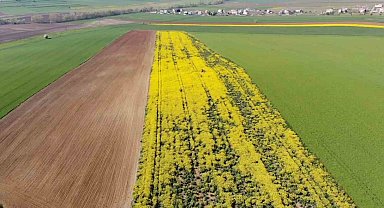 Tarla değil adeta tablo:Tekirdağ'da sarı bahar
