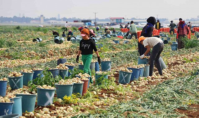 Tarlada soğan fiyatı 7-8 liraya kadar düştü