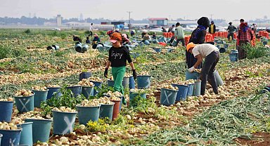 Tarlada soğan fiyatı 7-8 liraya kadar düştü
