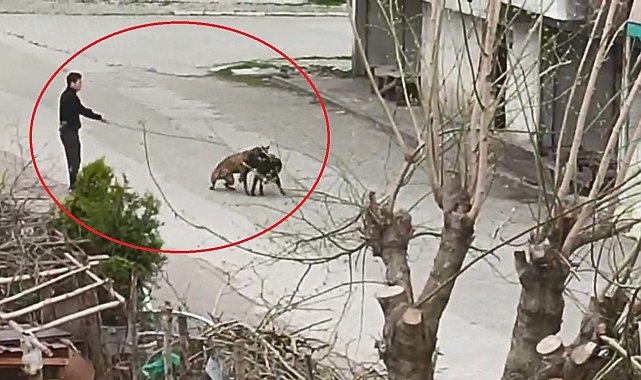 Tasmasından tuttuğu köpeğini, sokak köpeklerine saldırttı