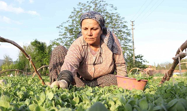 Tatık ve Pütün'den tütün firmalarına ortak çağrı; "Avans yoksa üretim de yok"