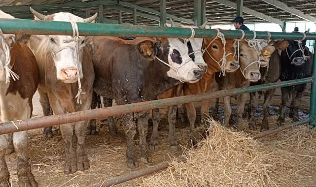 Tavşanlı Hayvan Pazarı yeniden açıldı