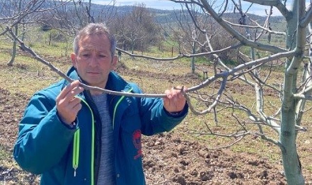 Tavşanlı'da zirai don hasar tespit başvuruları başladı