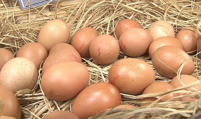 Tavuk yumurtası üretimi yıllık yüzde 10,8 azaldı