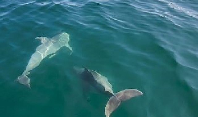 Tekirdağ'da balıkçı teknesine yunus sürprizi