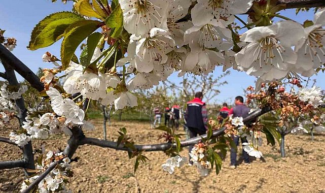 Tekirdağ'da don zararıyla ilgili üreticiler bilgilendirildi