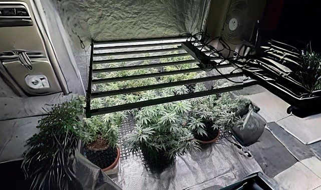 Tekirdağ'da jandarmadan skunk serasına baskın: 1 gözaltı