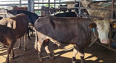 Tekirdağ'da kaçak hayvan sevkiyatına ağır ceza