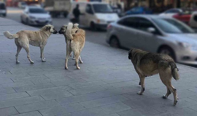 Tercan'da vatandaşlar başıboş köpeklerden muzdarip