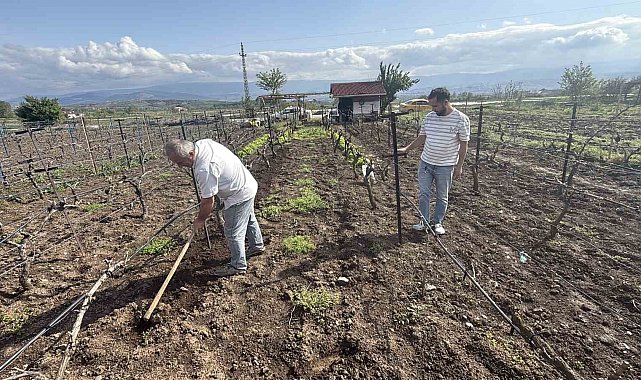 Tescilli üzüme ikinci çapa