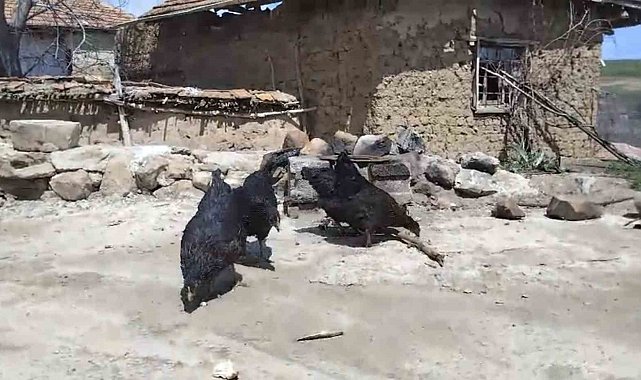 Tilki, kendisini besleyen köylünün tavuklarını yedi