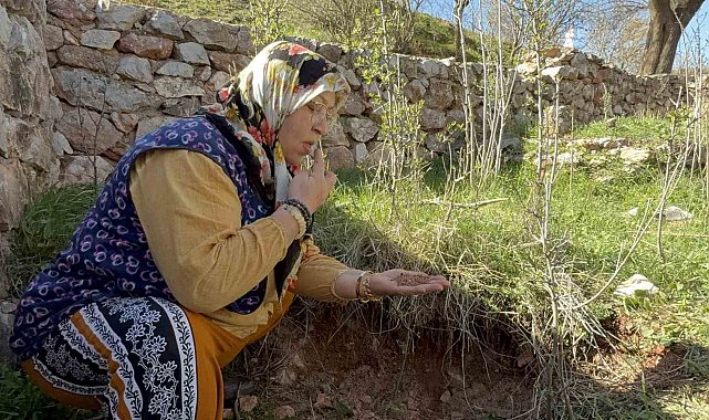 Tokat'ta türbenin toprağını yiyerek dua ediyorlar