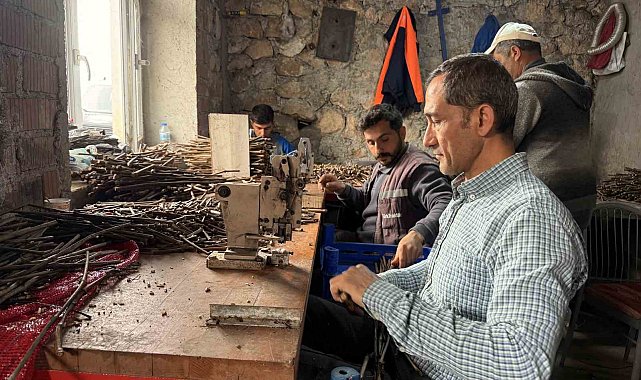 Tokat'ta üretilen narenciye üzümü fideleri 35 ile gönderiliyor