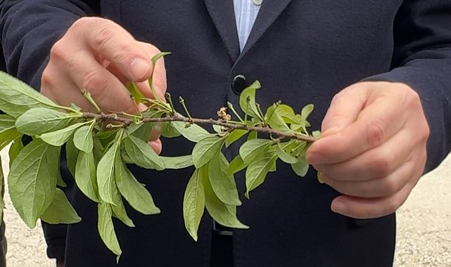 Tokatta zirai don sonrası hasar tespit çalışmaları başladı