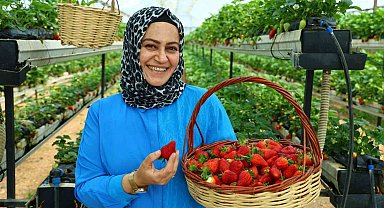 Topraksız tarımla çilek üretti, bahçesini vatandaşa açtı