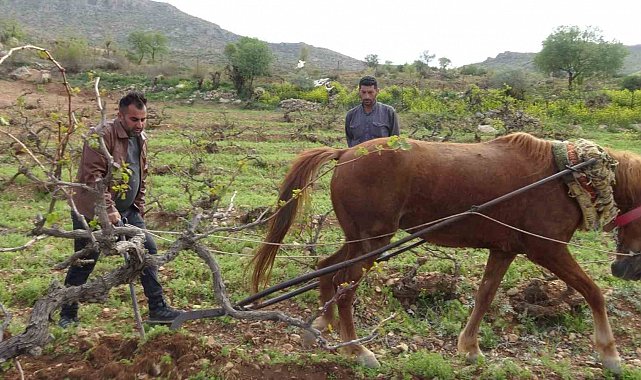Traktörün giremediği tarlalar atla sürülüyor