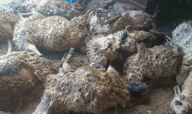Tunceli'de izdiham oluşan ağılda 11 koyun telef oldu
