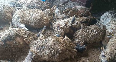 Tunceli'de izdiham oluşan ağılda 11 koyun telef oldu