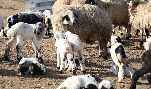 Tunceli'de köyde şap karantinası