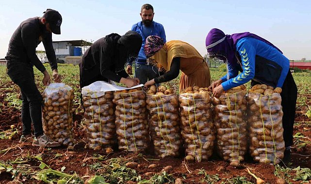 Turfanda patateste hasat başladı