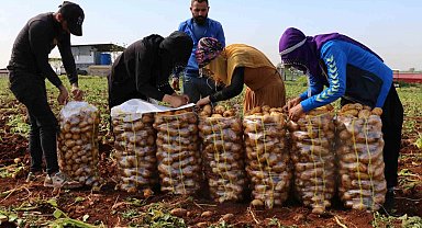 Turfanda patateste hasat başladı