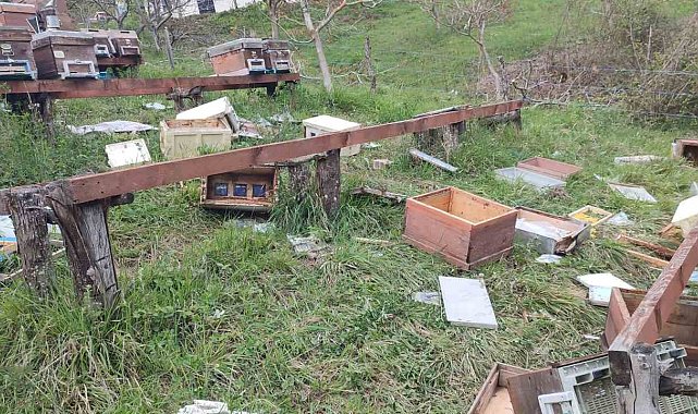 Türkeli'de ayı saldırısı: 23 arı kovanı parçalandı