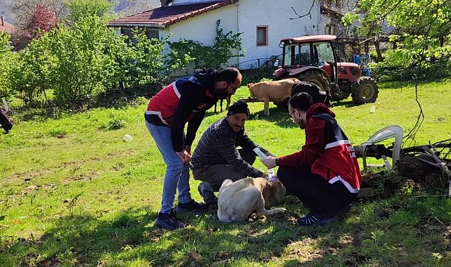 Türkeli'de sahipli köpeklere mikroçip uygulaması