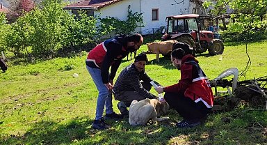 Türkeli'de sahipli köpeklere mikroçip uygulaması