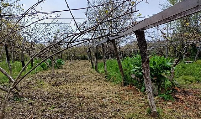 Türkeli'de zirai don hasar tespit çalışmaları