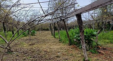 Türkeli'de zirai don hasar tespit çalışmaları