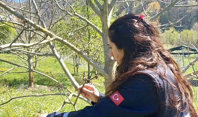 Türkeli'deki tarım arazilerinde hasar tespit çalışmaları başladı